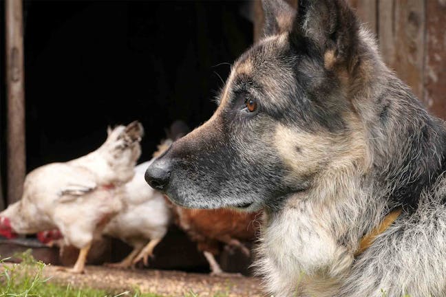 How to Train Your Dog to Not Kill Chickens