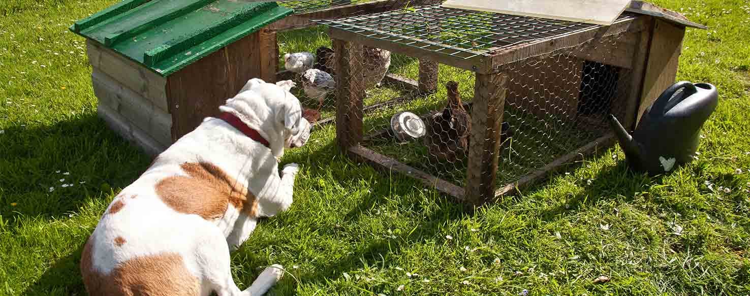 Restrain method for How to Train Your Dog to Not Kill Chickens