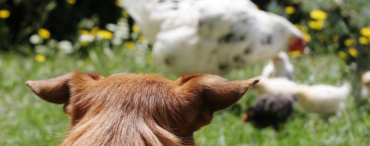 Proximity method for How to Train Your Dog to Not Kill Chickens