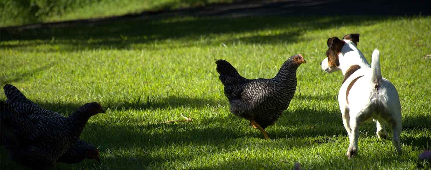 Distance Training method for How to Train Your Dog to Not Kill Chickens