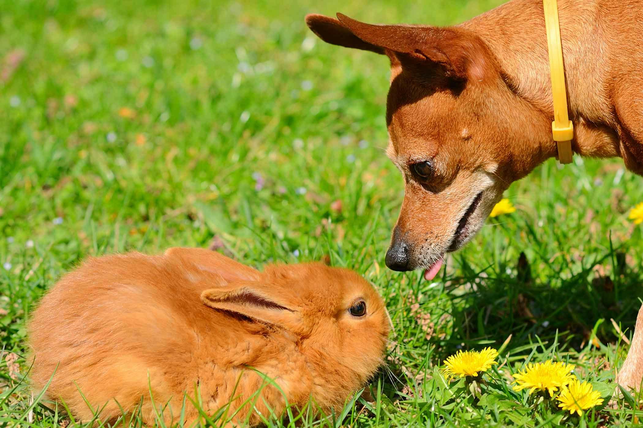 do rabbits get along with dogs