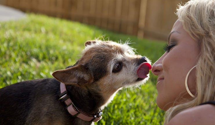 How to Train Your Small Dog to Not Lick How to Train Your Small Dog to Not Lick