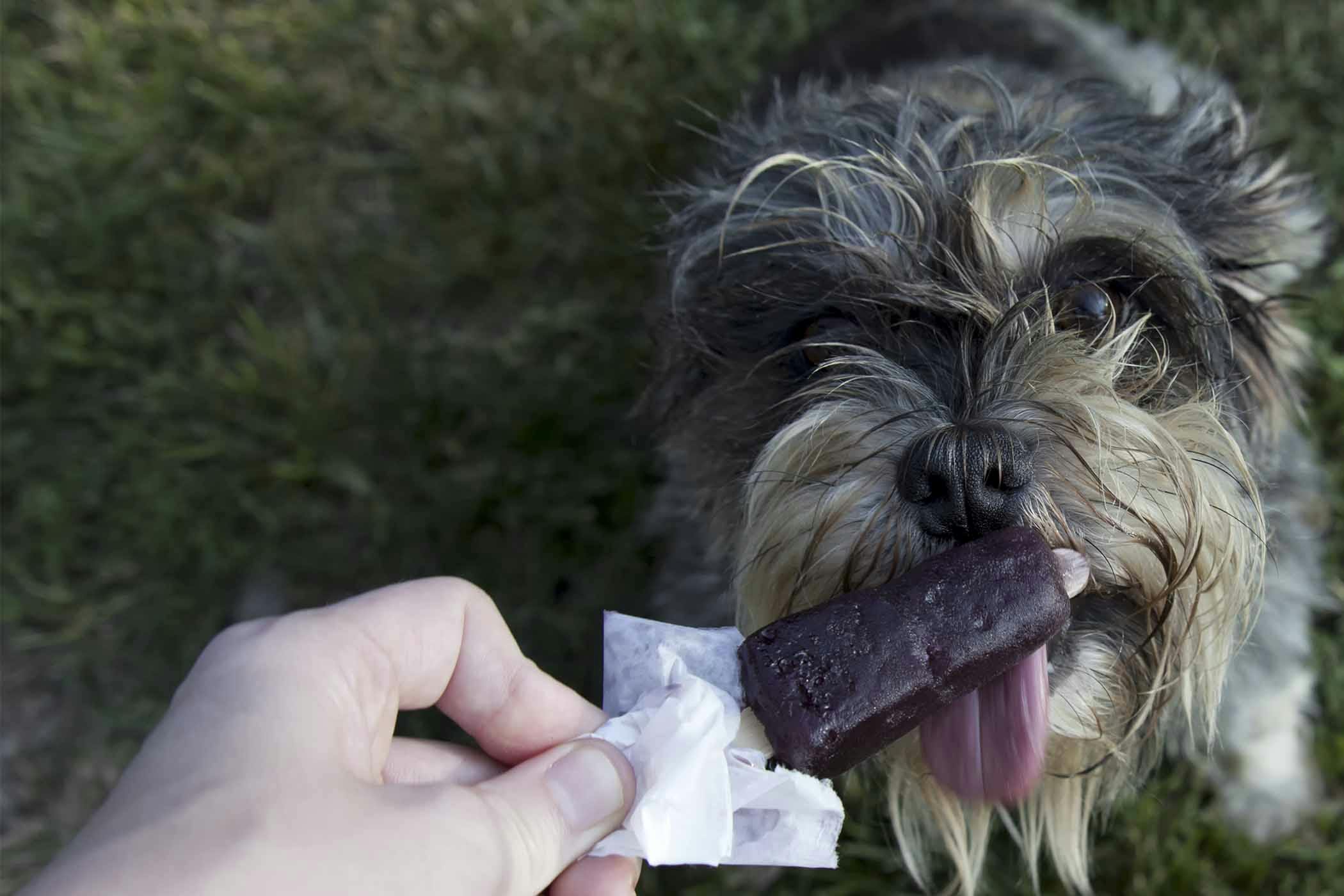 How To Train Your Dog To Not Lick Everything