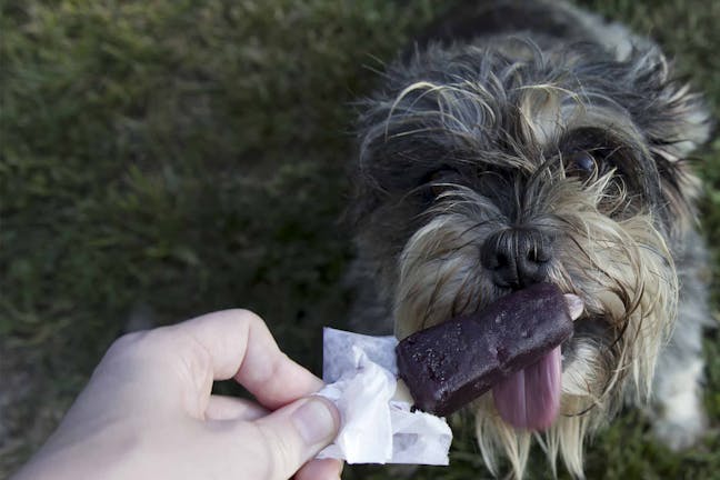 How to Train Your Dog to Not Lick Everything