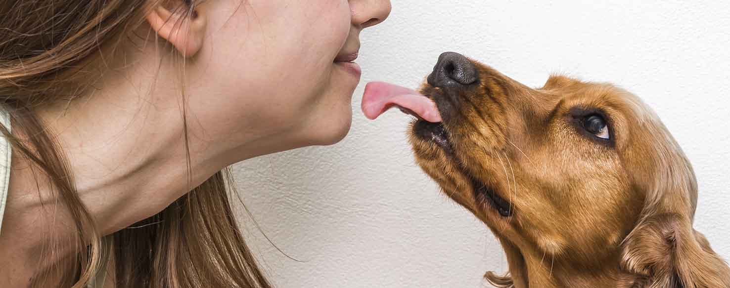 Kisses Greeting method for How to Train Your Dog to Not Lick