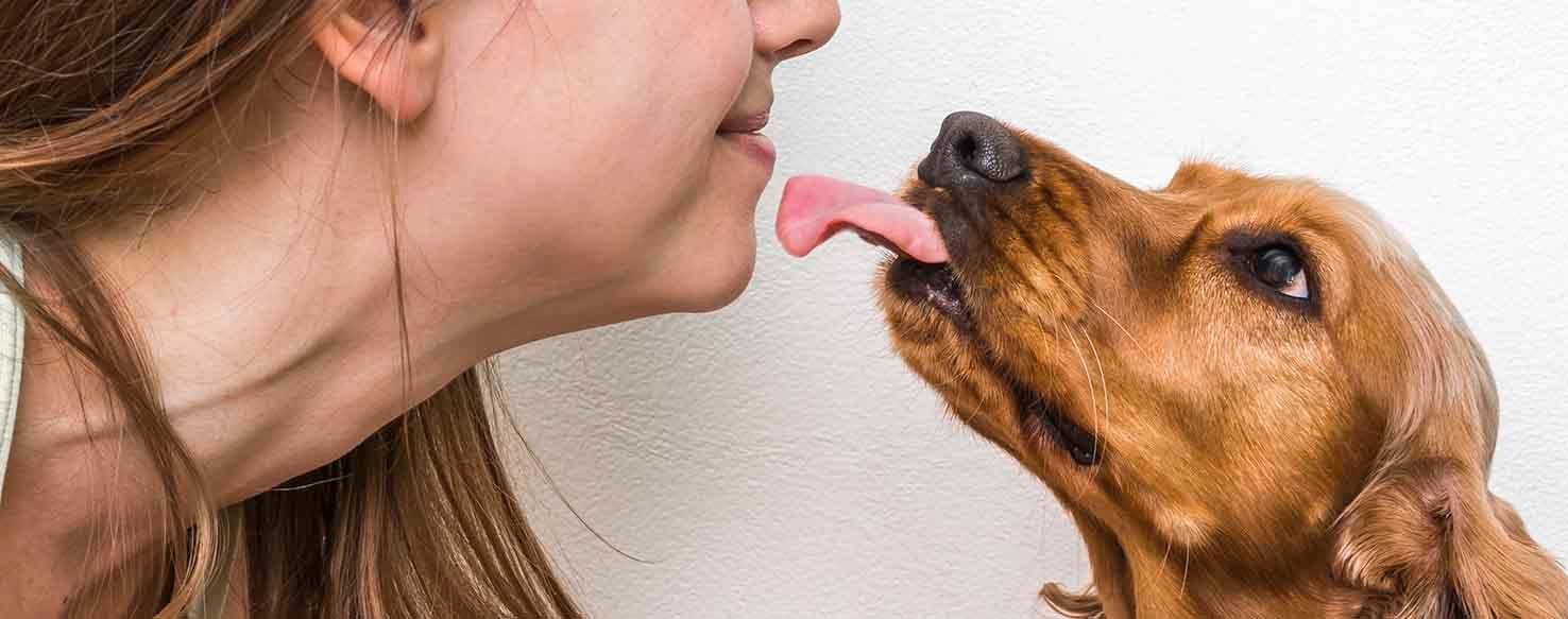 How To Train Your Dog To Not Lick Wag