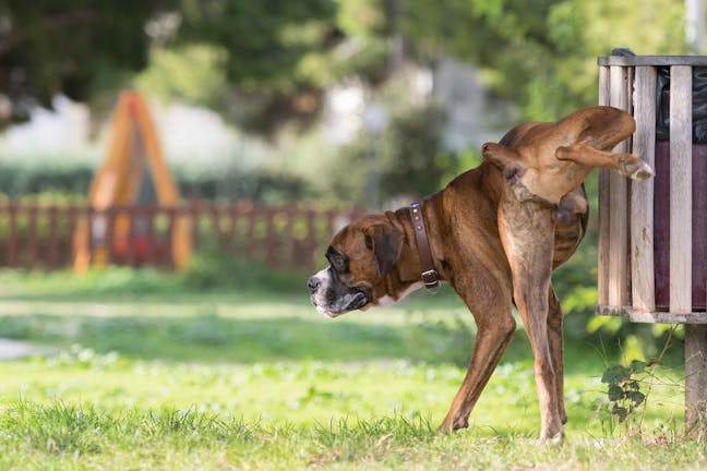 How to Train Your Dog to Not Mark Territory