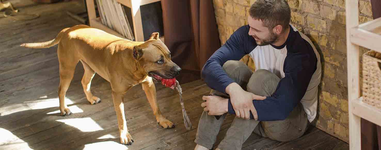 Beef Up Training method for How to Train Your Dog to Not Mark Territory