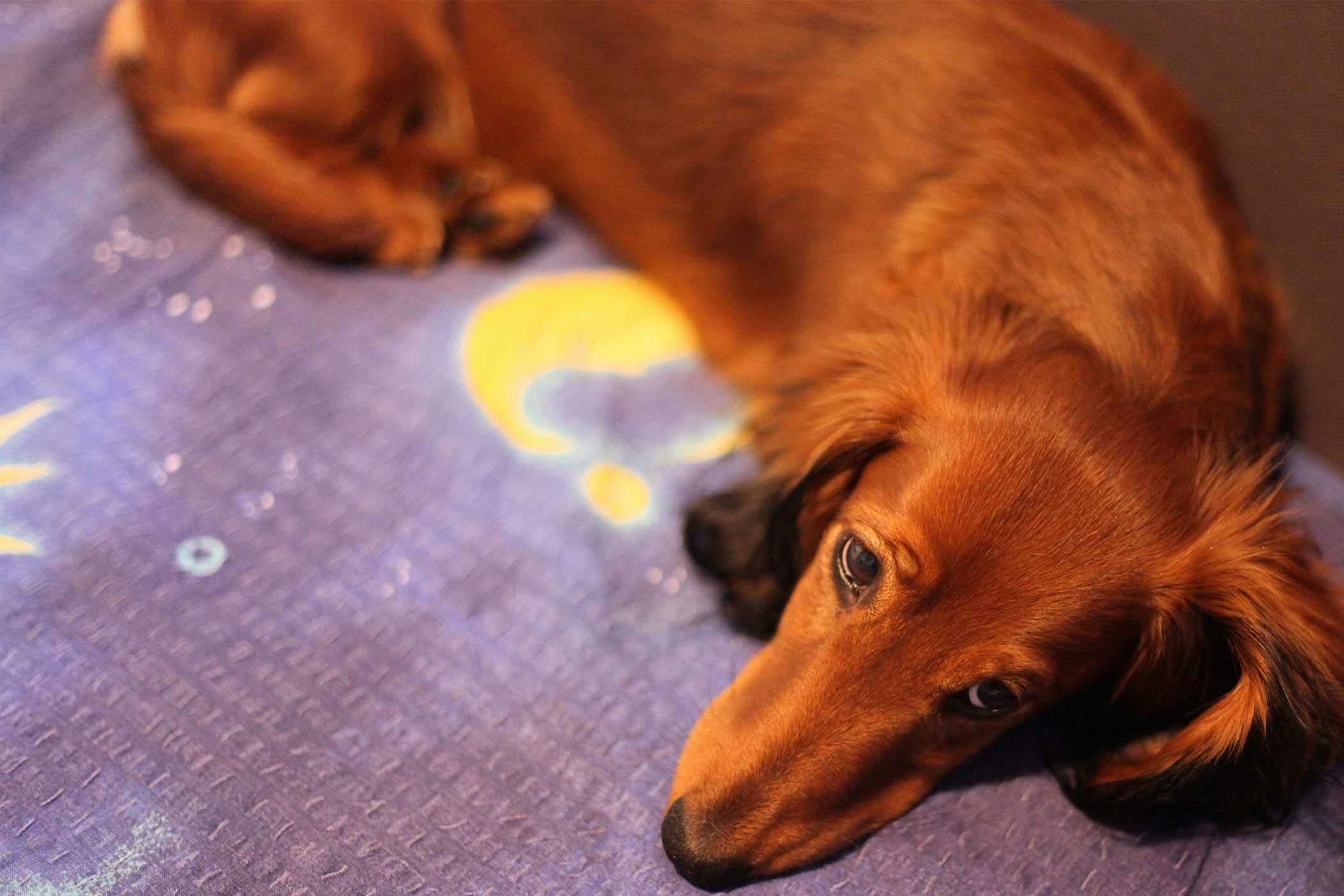 Using a Blacklight to Discover Dog Pee Accidents