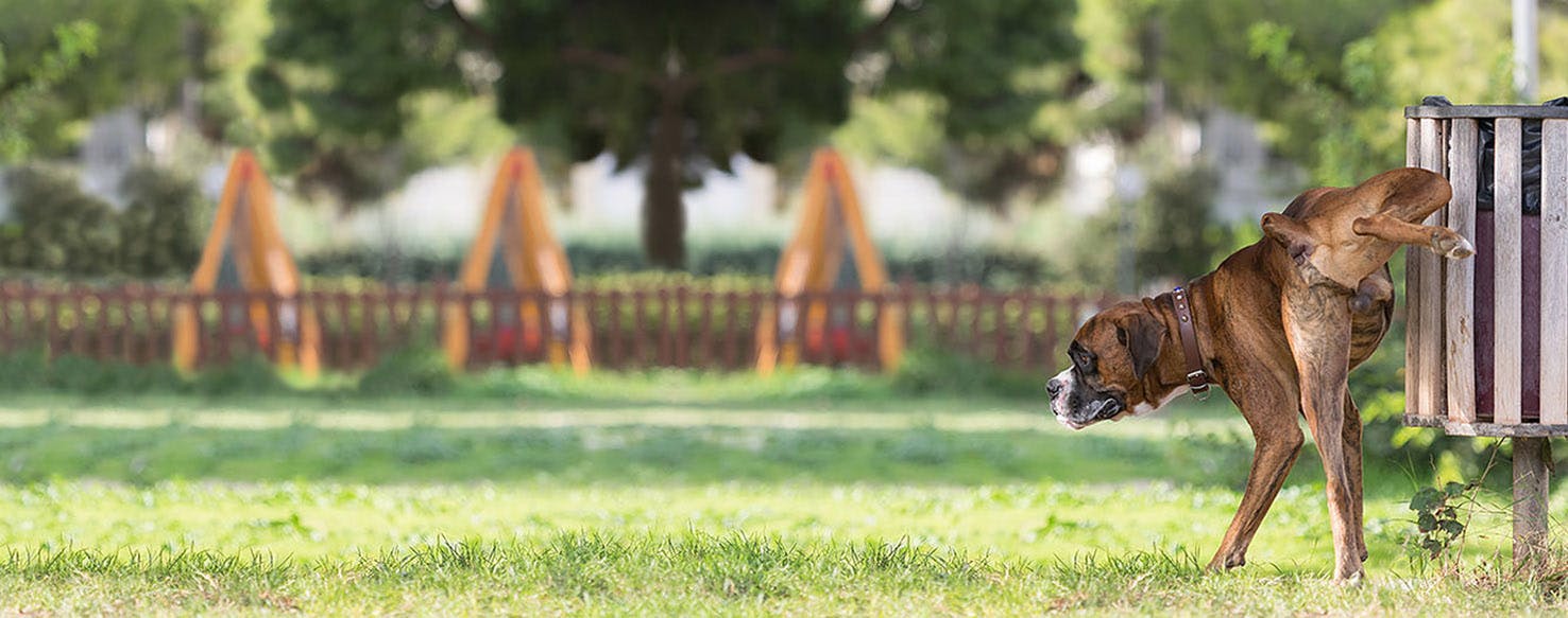 How to Train Your Dog to Not Pee in the House Wag!