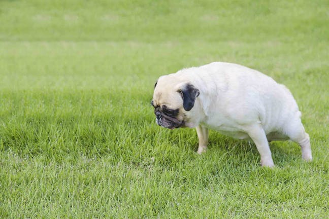 How to Train Your Dog to Not Pee on the Lawn