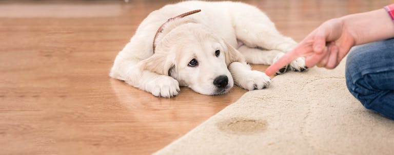 How to Train Your Dog to Not Pee on the Rug