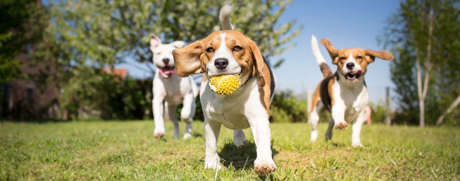 Toy Substitute method for How to Train Your Dog to Not Play Aggressively