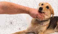 How To Train Your Dog To Not Play Bite Wag 