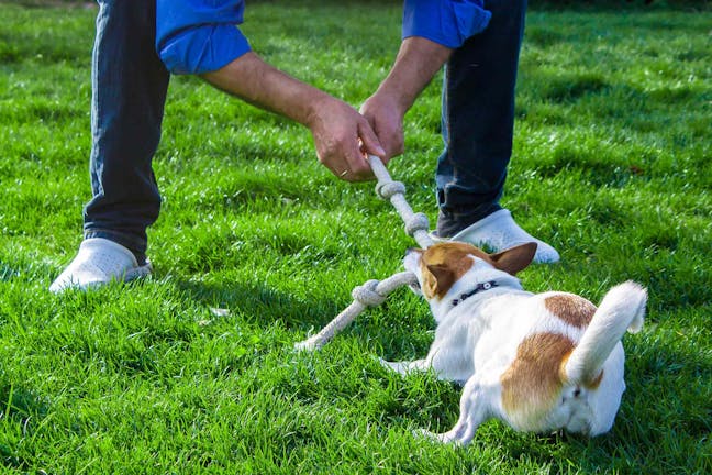 How to Train Your Dog to Not Play Rough