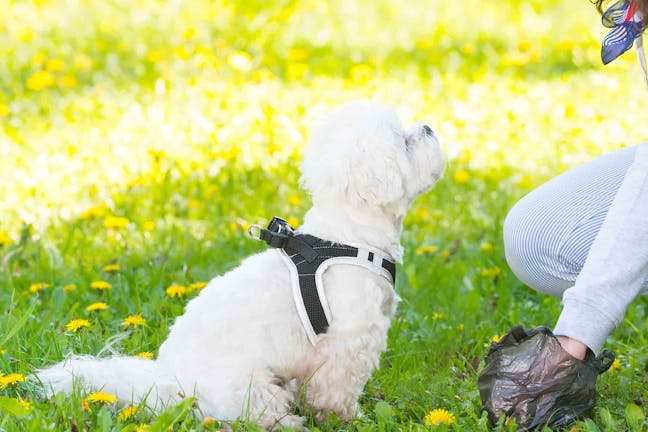 How to Train Your Dog to Not Poop in the Yard