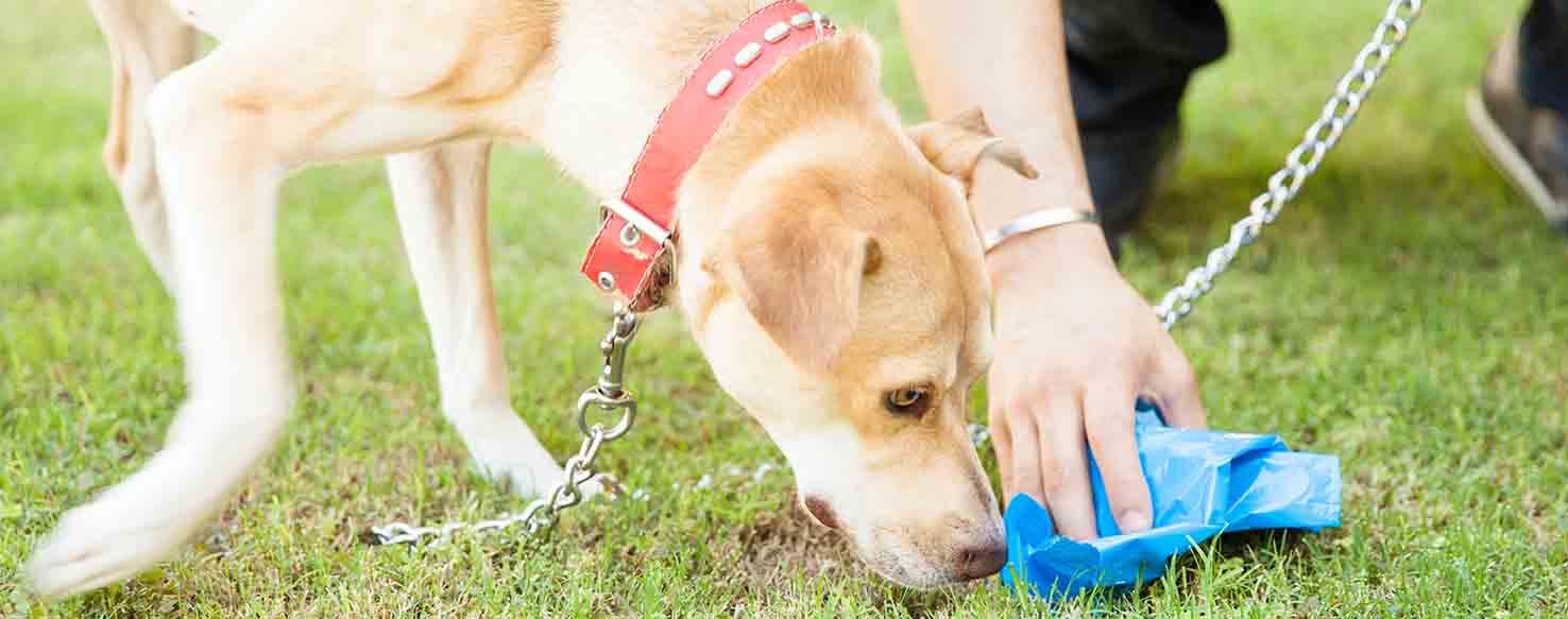 Poop Placement method for How to Train Your Dog to Not Poop in the Yard