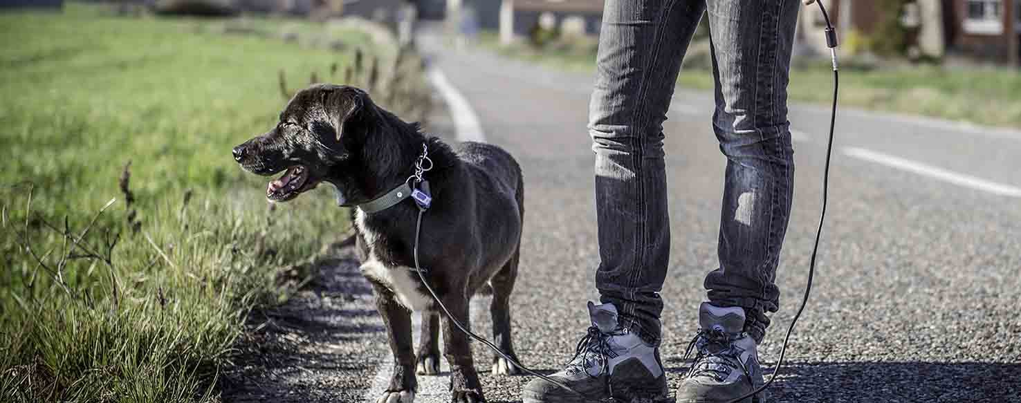 Poop on Command method for How to Train Your Dog to Not Poop in the Yard