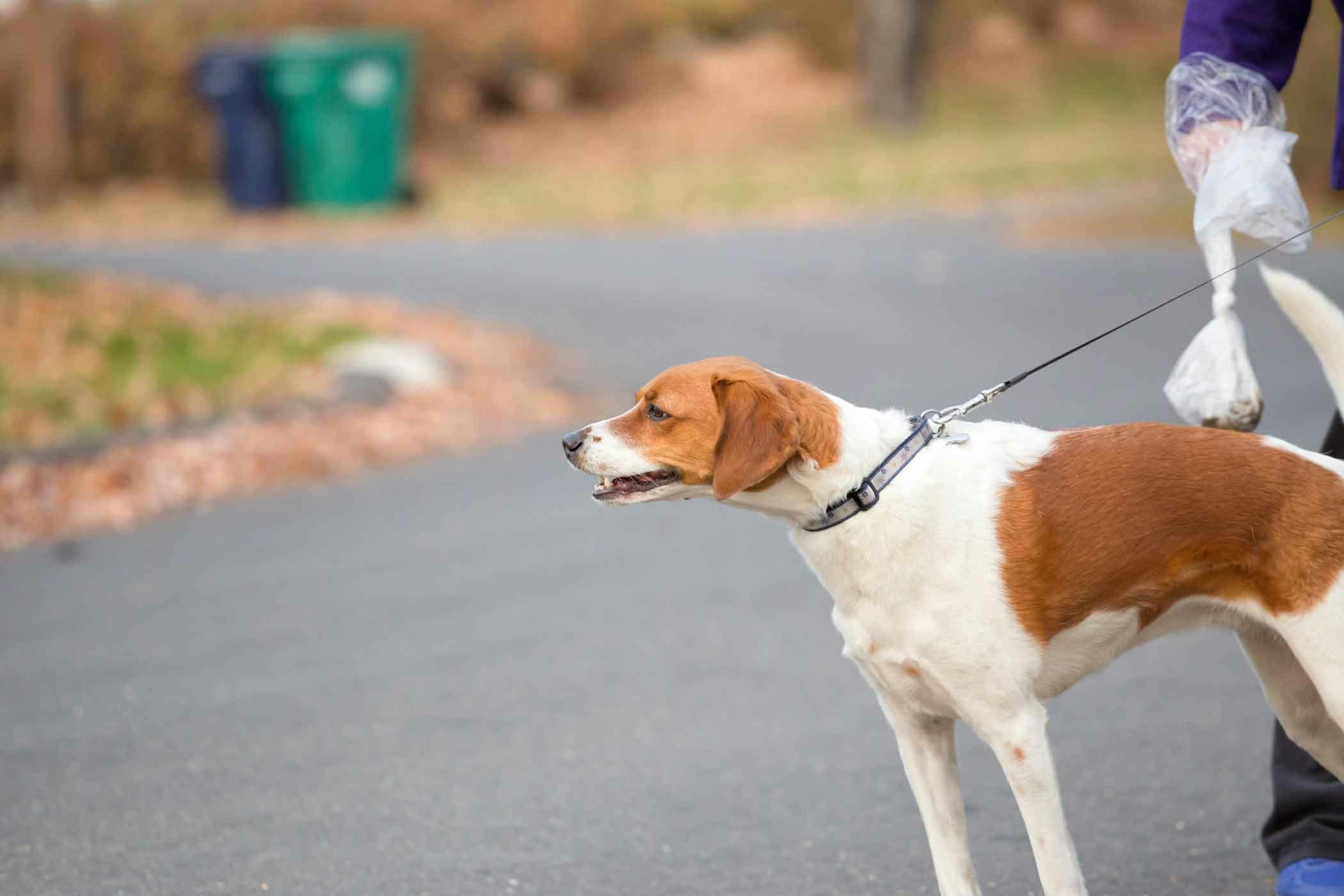 how do you train a dog not to poop on a walk