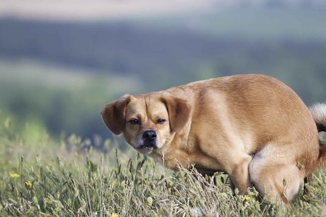 How to Train Your Dog to Not Poop on Grass