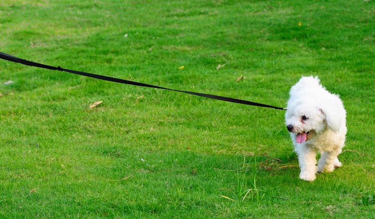 How to Train Your Small Dog to Not Pull on His Leash