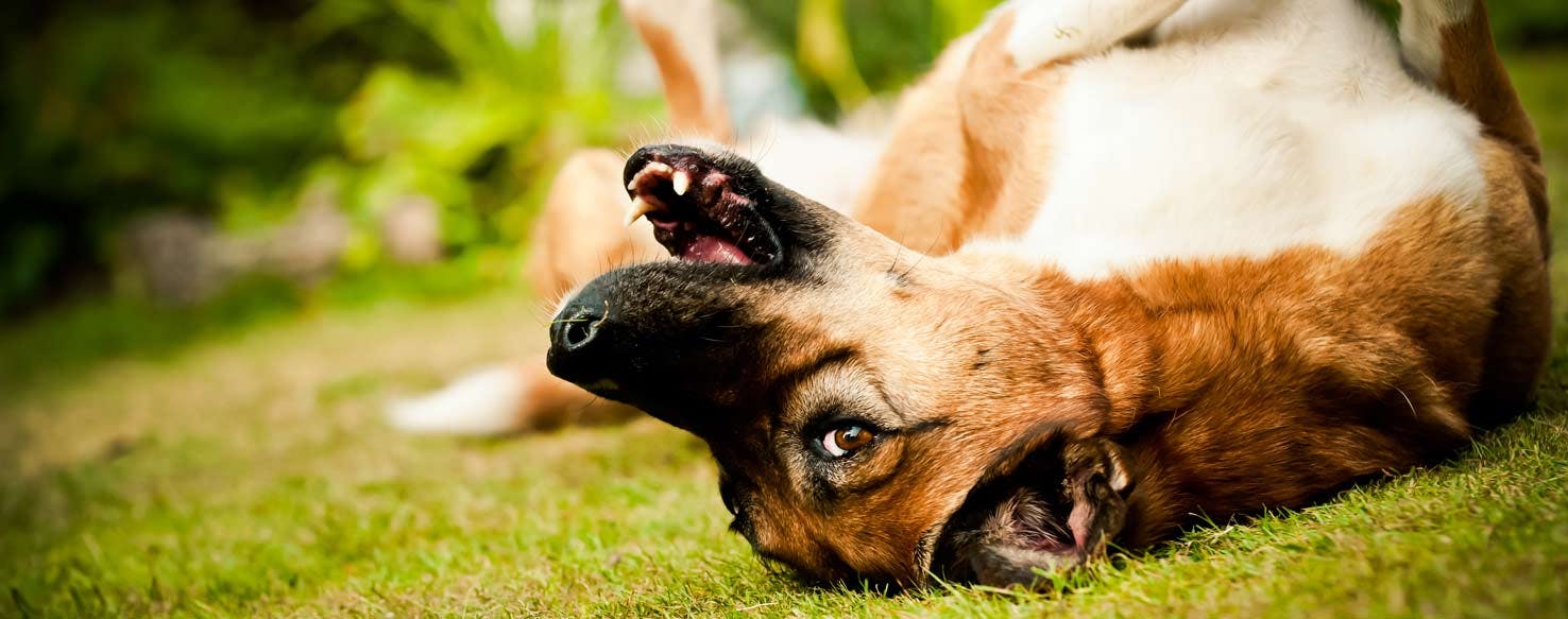 Poop Pile method for How to Train Your Dog to Not Roll in Poop