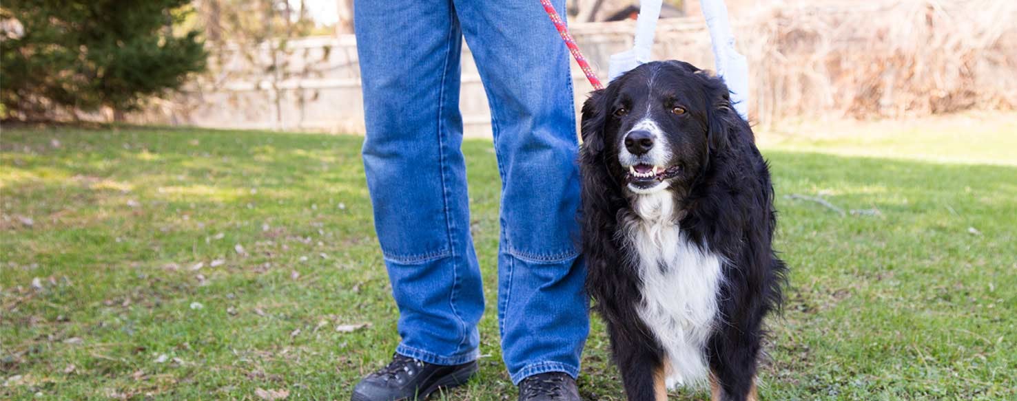 Hidden Treat method for How to Train Your Dog to Not Roll in Poop