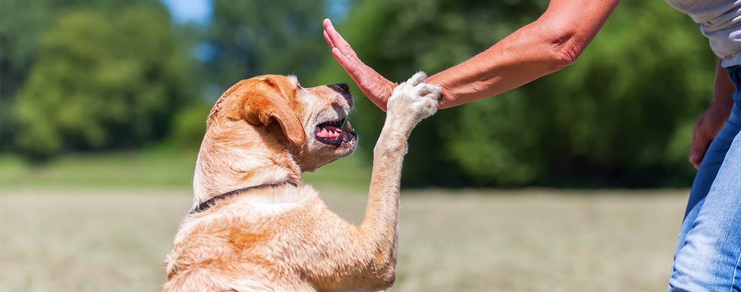 Clicker method for How to Train Your Dog to Not Roll in Poop