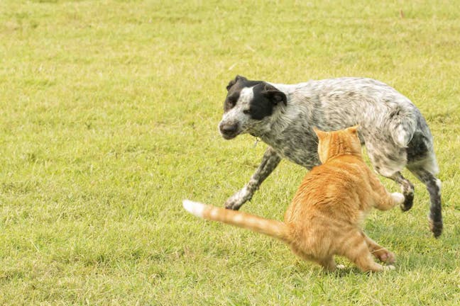 How to Train Your Dog to Not Run After Cats