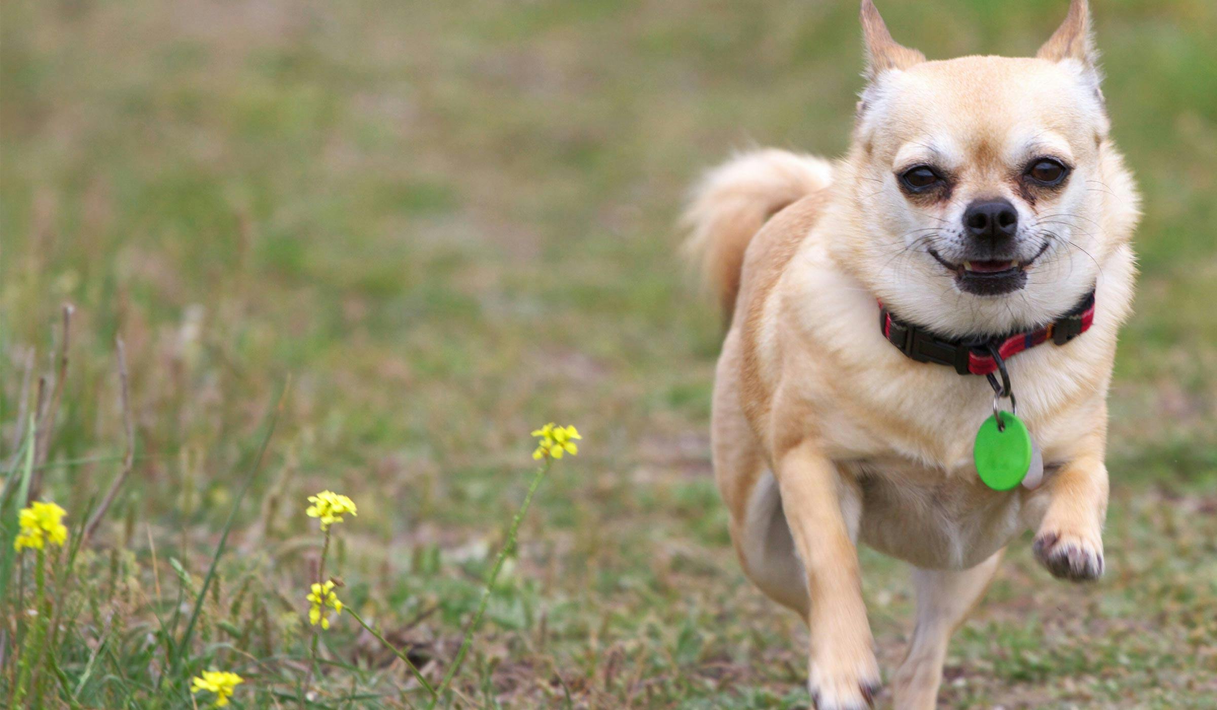 what to do about a dog that runs away