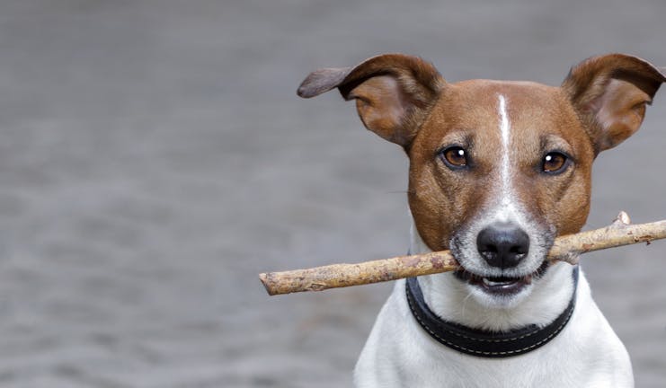 How to Train Your Border Terrier Dog to Not Run Away