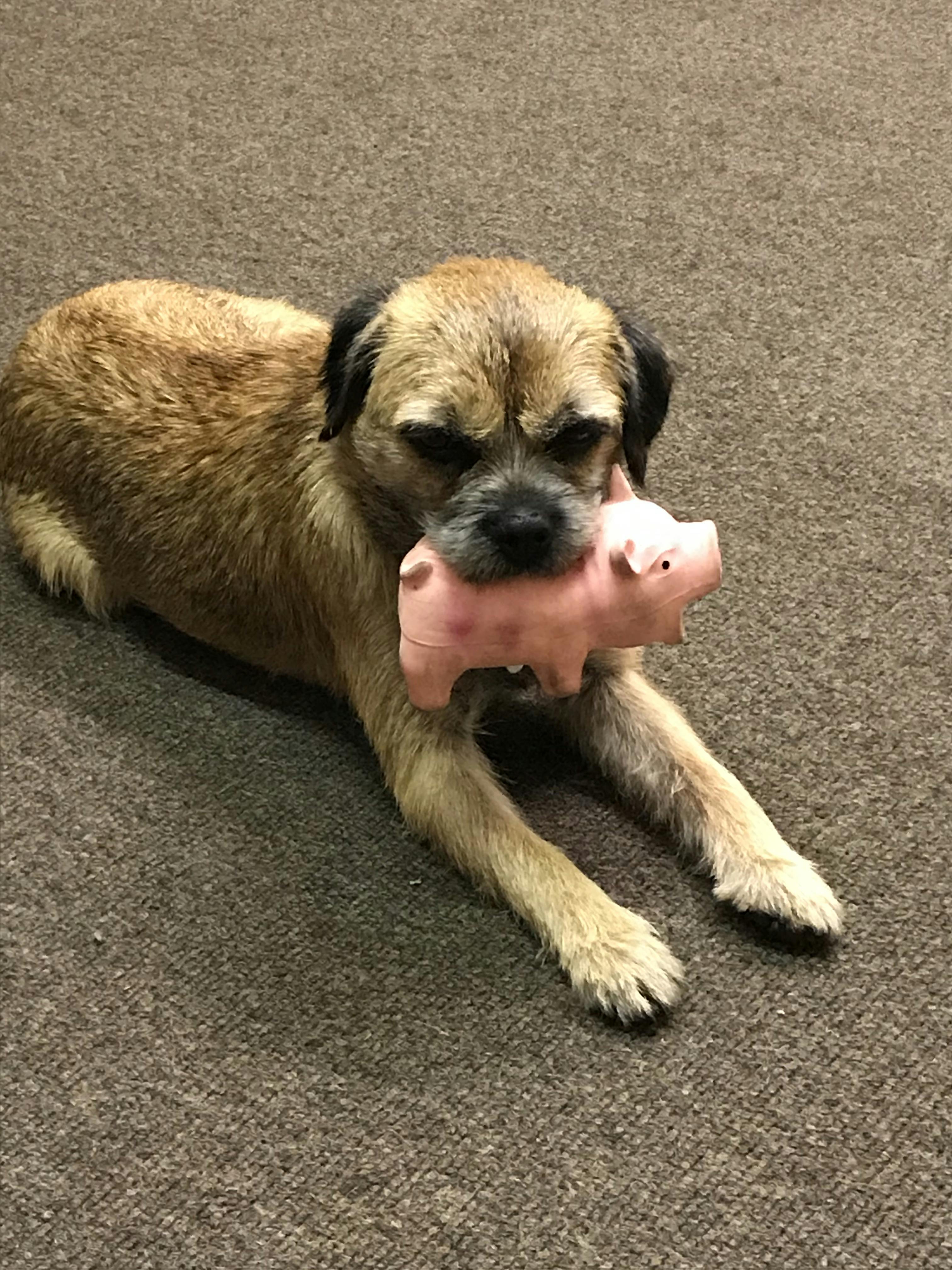 how to train a border terrier not to run away