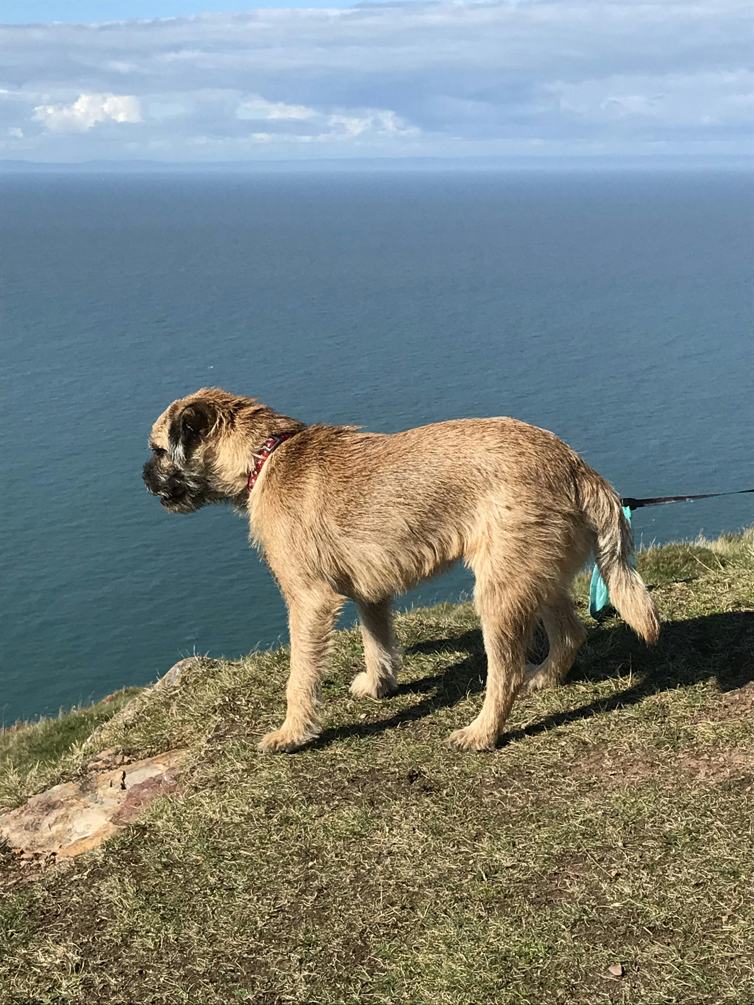 how to train a border terrier not to run away