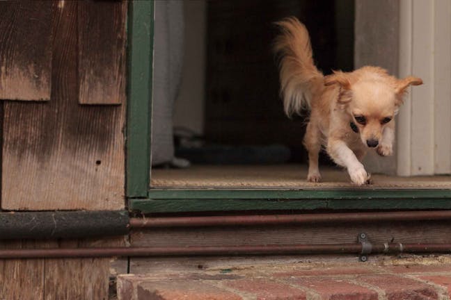 How to Train Your Dog to Not Run Out the Door