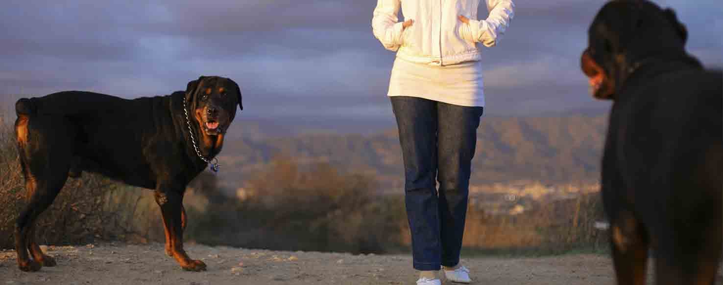 Recall and Reward method for How to Train Your Dog to Not Run to Other Dogs
