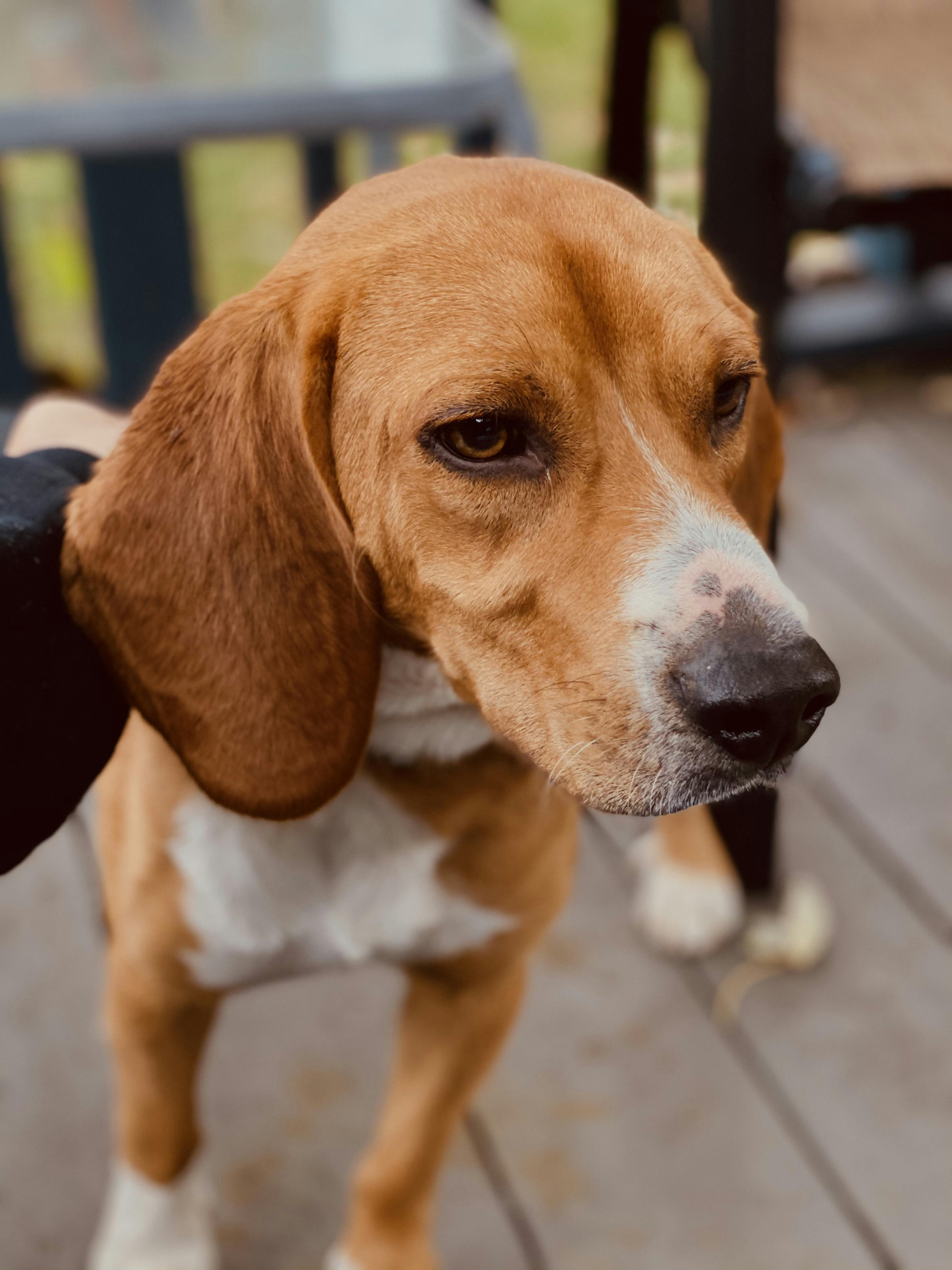 Will a shock collar stop outlet my dog from running away