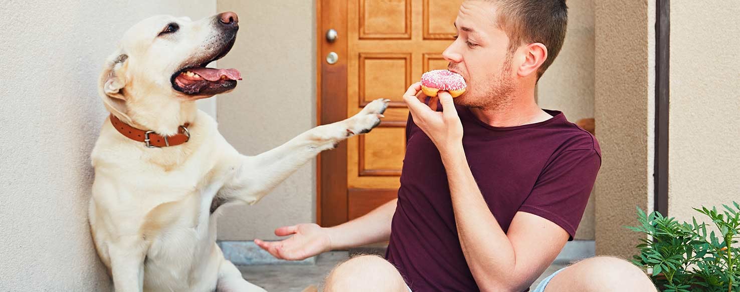 How To Train Your Dog To Not Scratch The Door