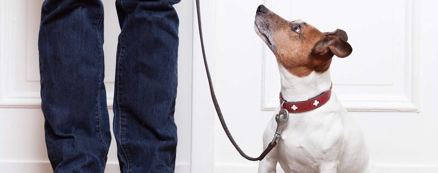 Firm Correction method for How to Train Your Dog to Not Scratch the Door