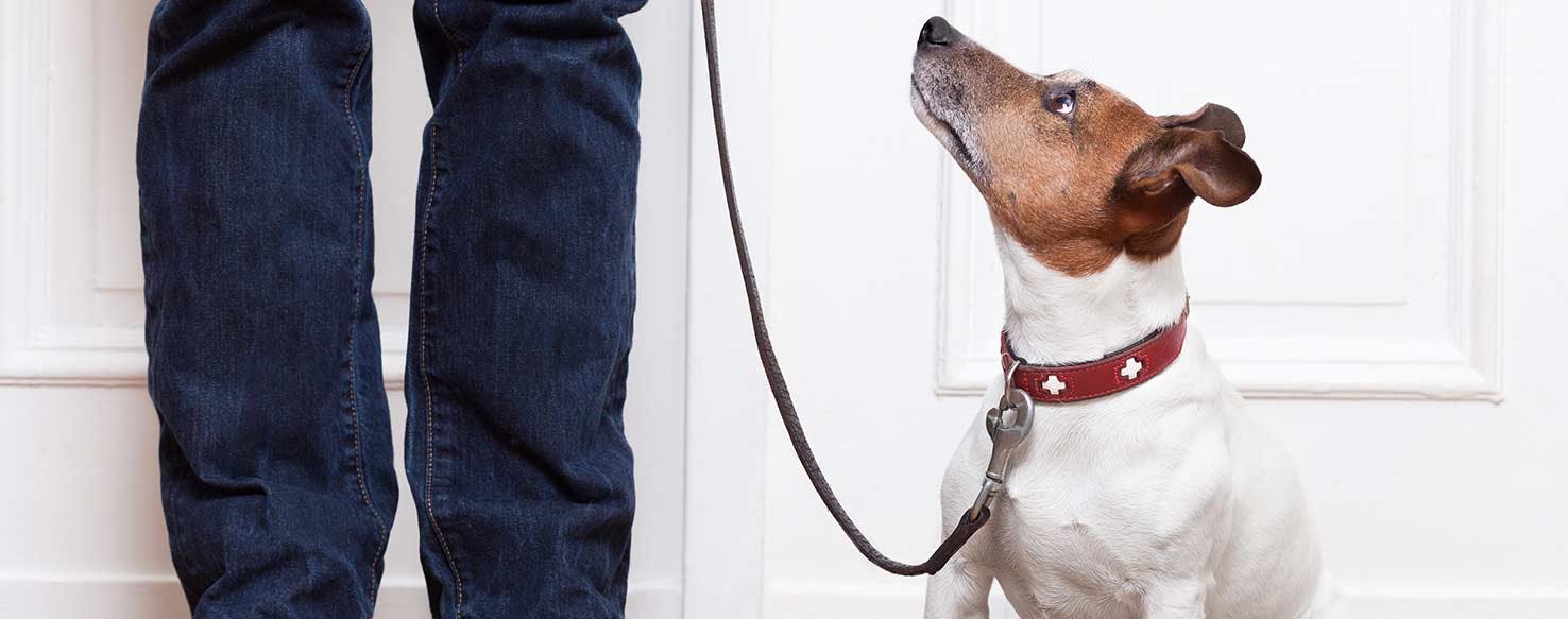 How To Train Your Dog To Not Scratch The Door