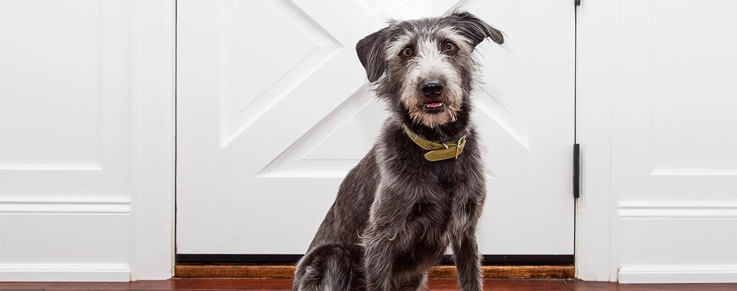 Manage Excitement method for How to Train Your Dog to Not Scratch the Door