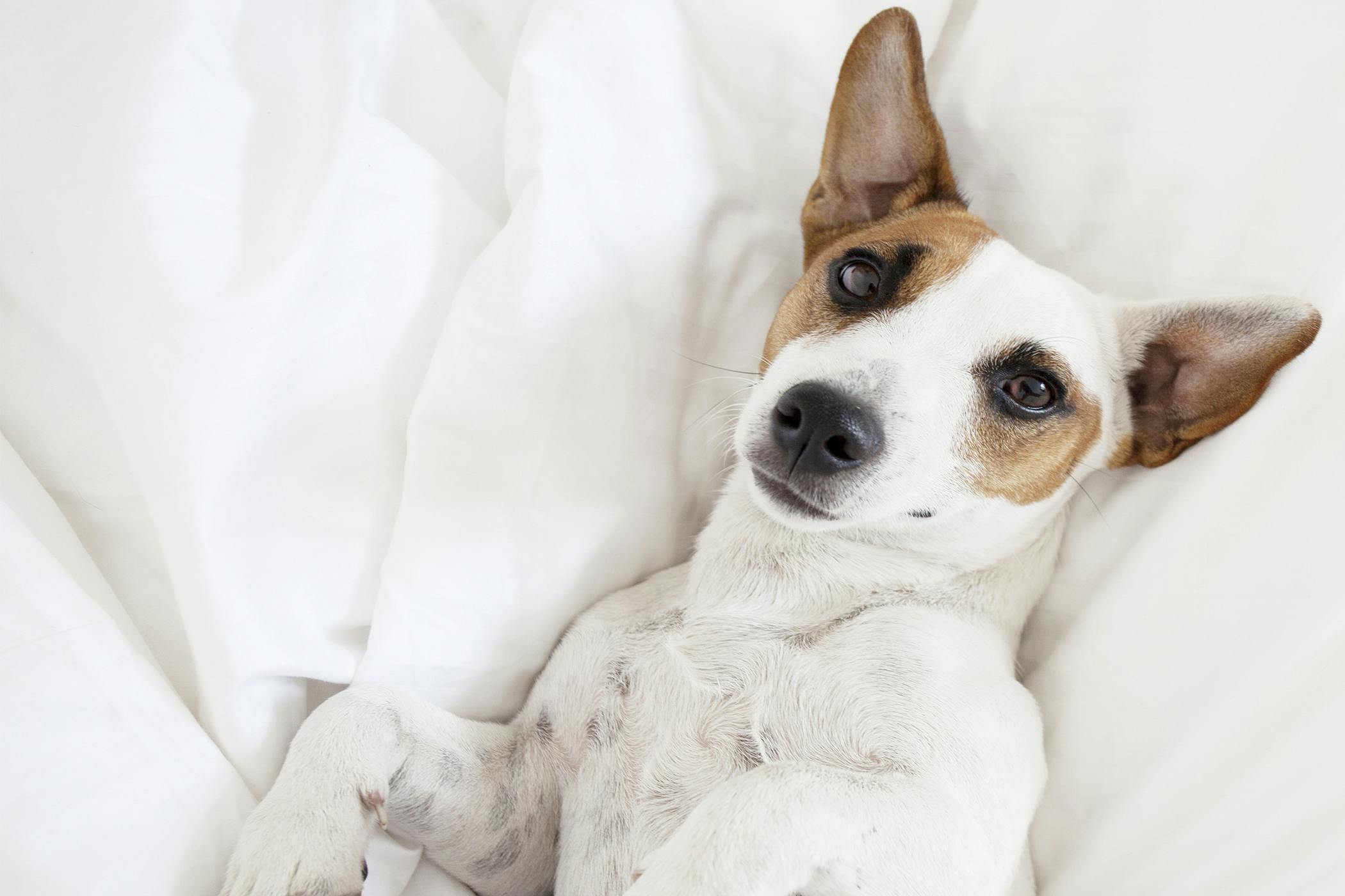 How to Train Your Dog to Not Sleep on the Bed Wag!