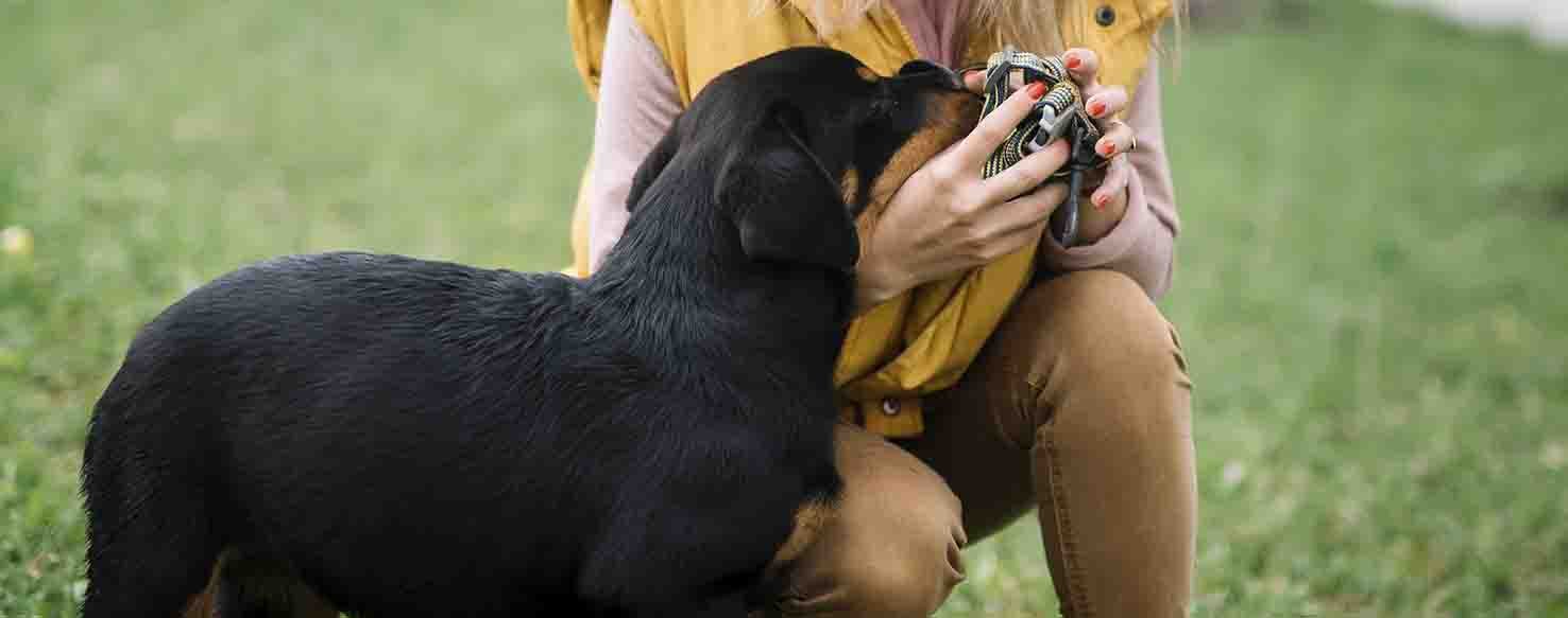 how do i train my dog not to sniff