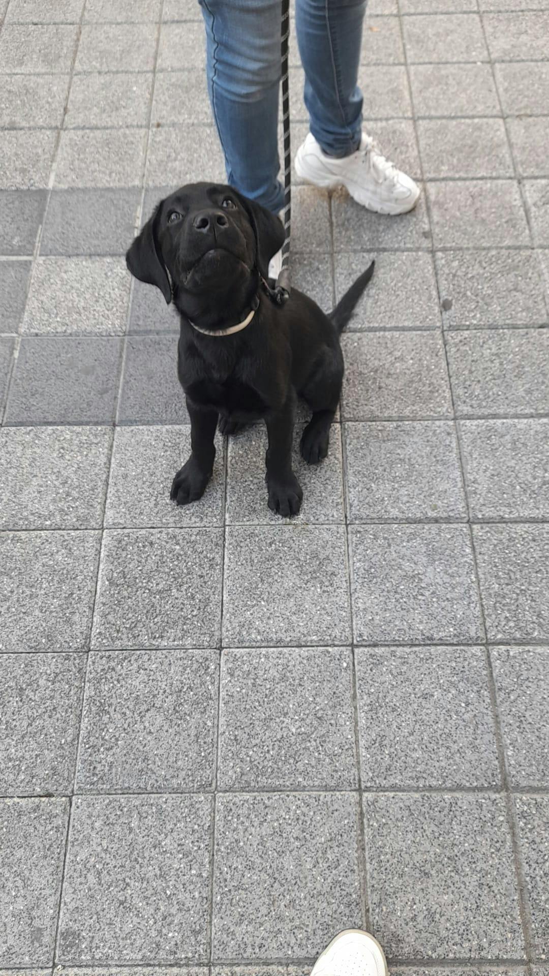 How to Train Your Dog to Not Eat Off the Ground Wag!