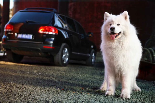 How to Train Your Dog to Not to Run in Front of Cars How to Train Your Dog to Not to Run in Front of Cars
