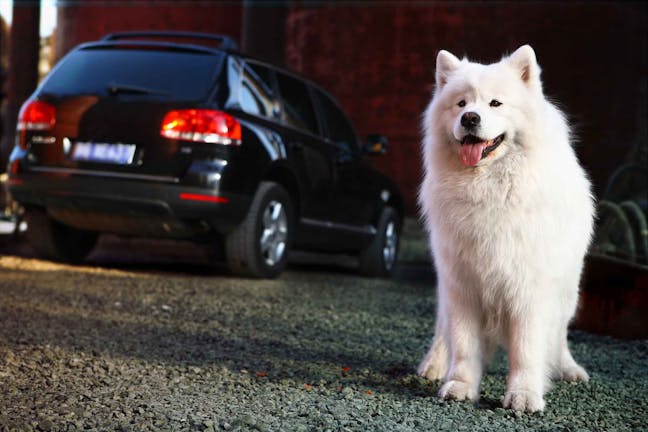 How to Train Your Dog to Not to Run in Front of Cars