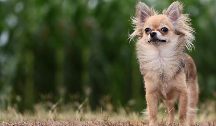 How to Train Your Chihuahua Dog to Not Whine