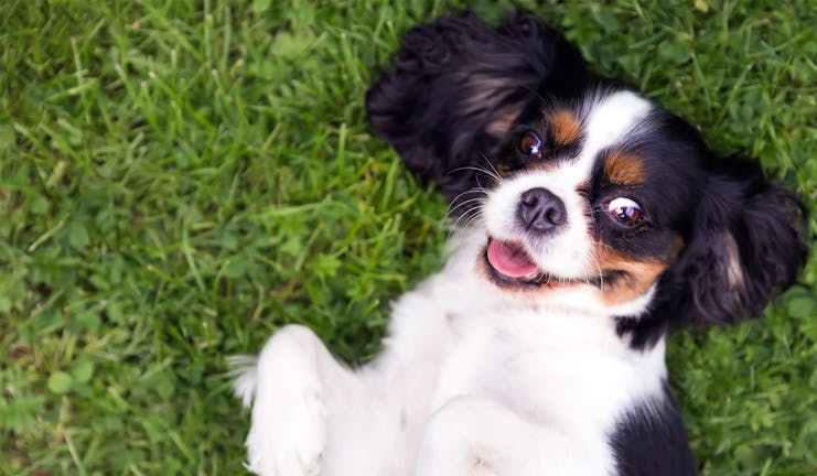 How to Train Your Small Dog to Not Whine