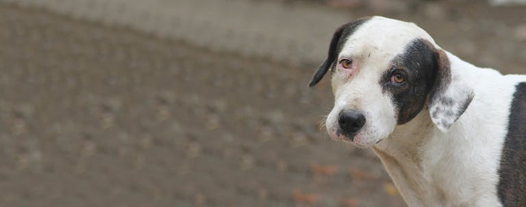 How to Train Your Older Dog to Not Whine How to Train Your Older Dog to Not Whine