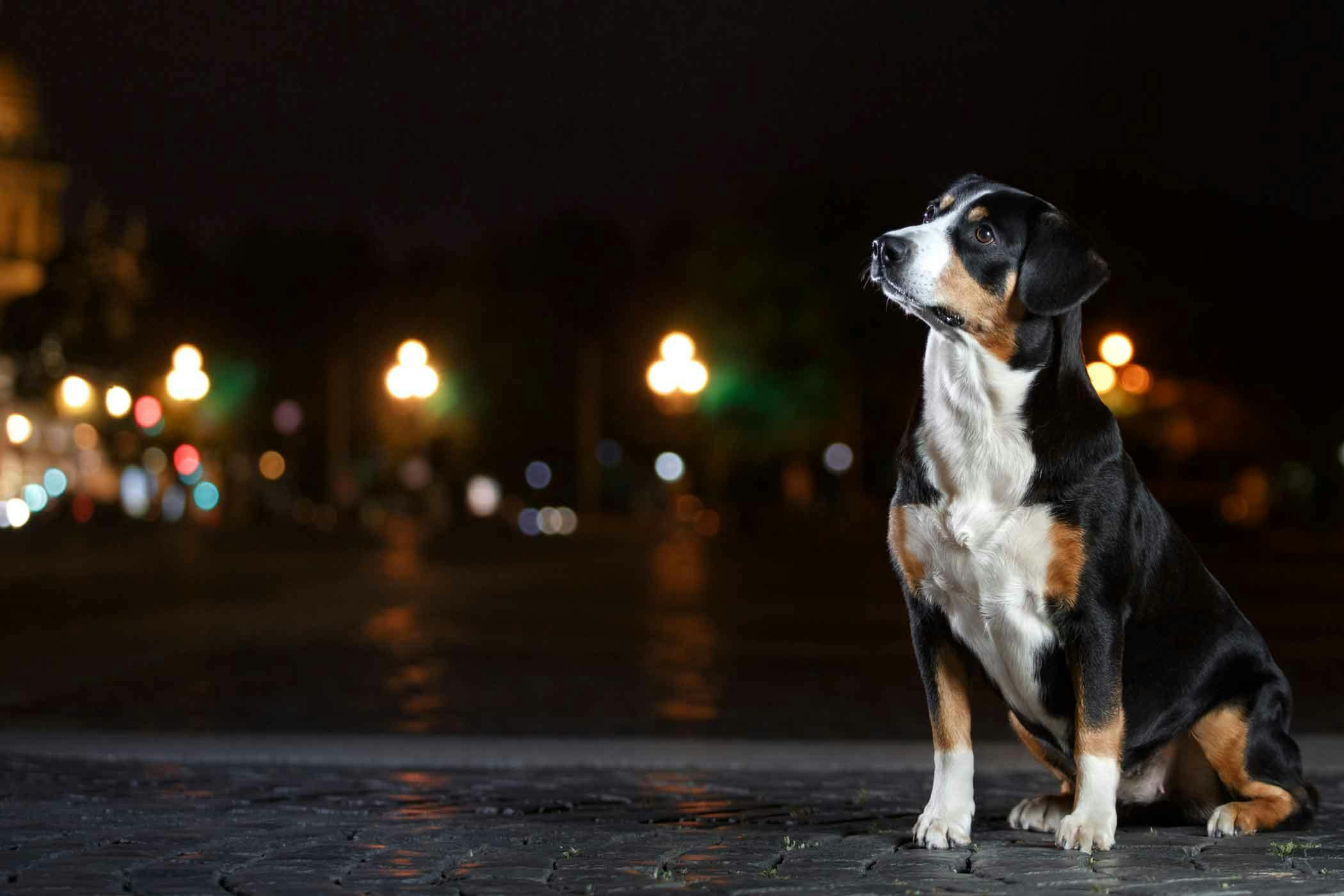 how-to-train-your-dog-to-not-whine-at-night-wag