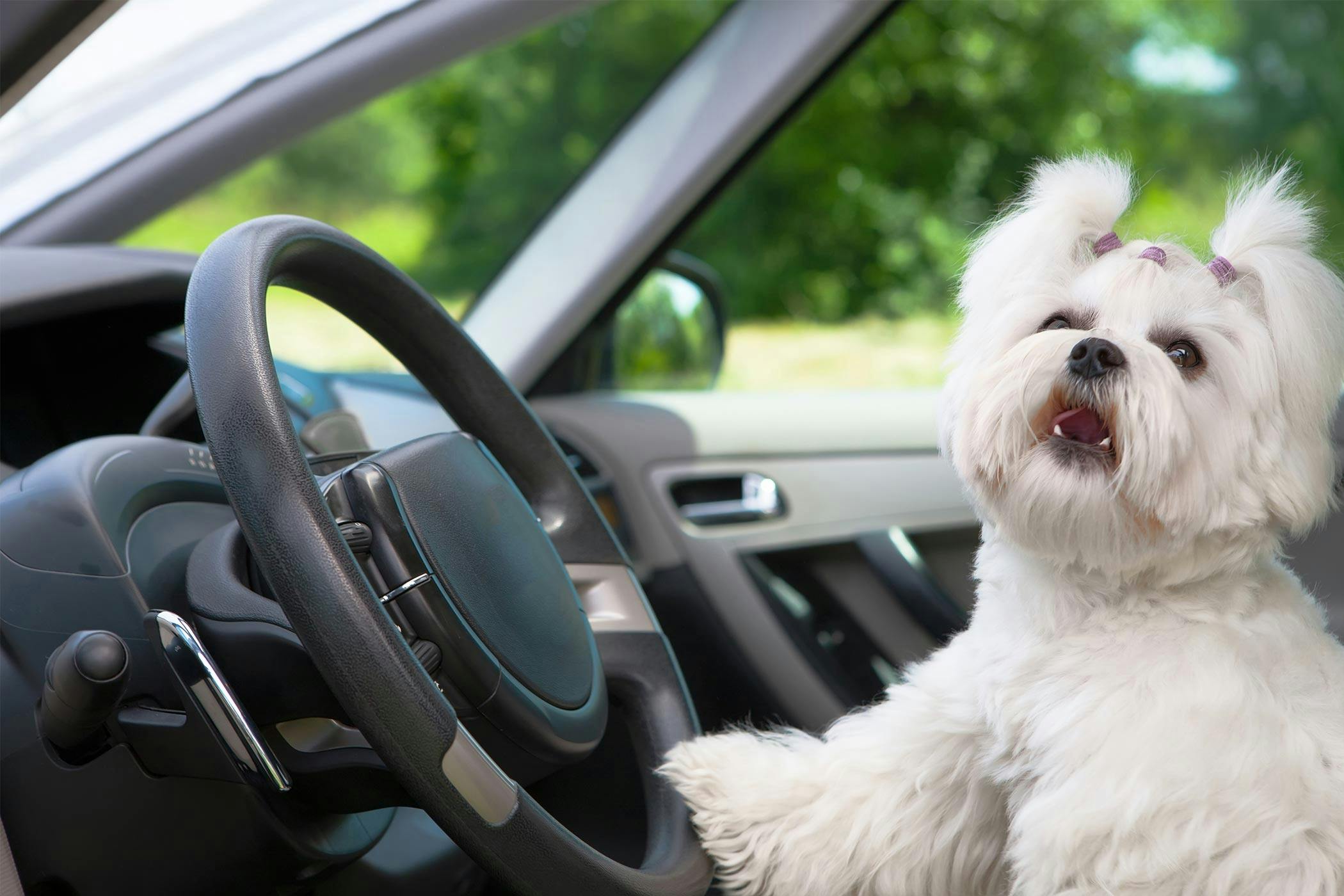How to stop your dog from crying in the car